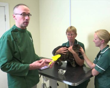 Pet Care Tips- How vets take a urine samples