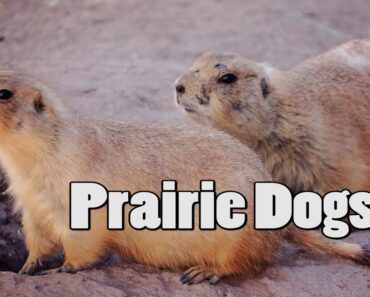 Prairie Dog Care