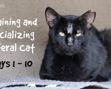 Training And Socializing A Feral Cat