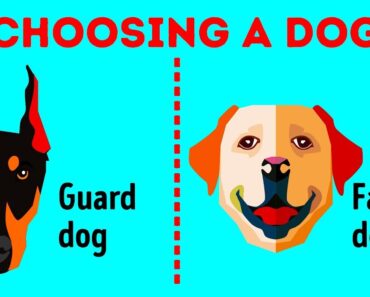 How to Choose the Perfect Dog Breed Just for You