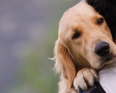 Tips to deal with the loss of a pet |