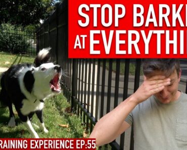 How to Train Your Dog to STOP BARKING at EVERYTHING