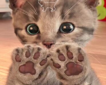 My Favorite Cat Little Kitten Pet Care