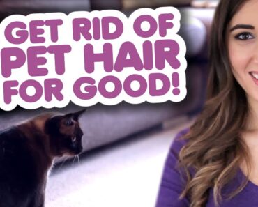 Clean Pet Hair for GOOD! How to Clean Up After