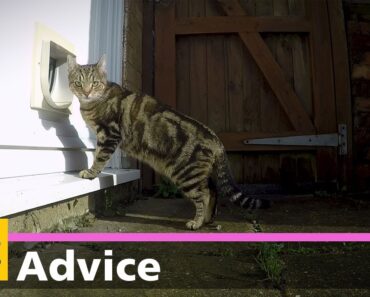 How to teach your cat to use a cat flap