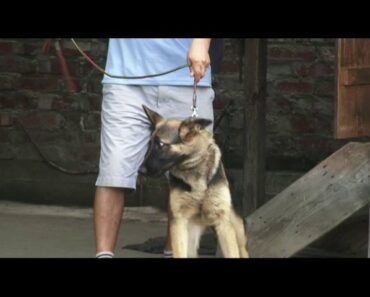 Jotin Kangleicha (JONE DOG CARE CENTRE) 22 days dog training