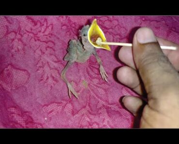 Hand feed for Baby birds