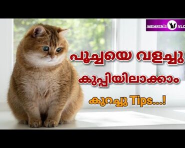 How To Gain The Trust Of A Cat