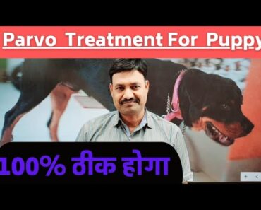 Parvo Treatment for Puppy