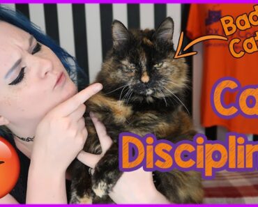 How to Discipline Your Cat Carefully and Kindly! Tips on