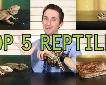 Top 5 Reptiles For Beginners