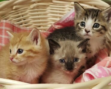 Foster Kitten Care