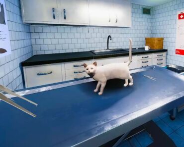 Cat Care at the Pet Hospital ( Animal Shelter Sim