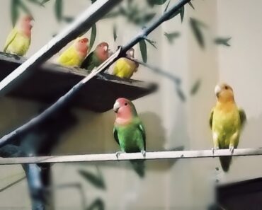 Love bird care in rainy season