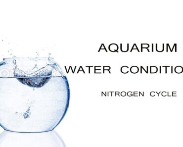 #10 Crystal Clear Aquarium water tips (TAMIL)
