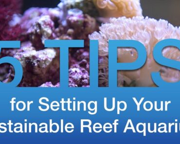 Top 5 Tips for Setting up a Sustainable Reef Aquarium