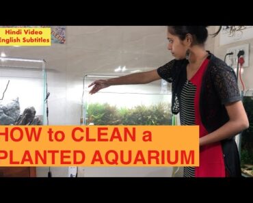 How to Clean your Planted Aquarium, Aquarium Maintenance Tips &