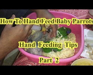 How to Feed a Baby Parrot || Baby Bird Care