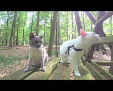 Tutorial: How NOT to Walk a Cat on Leash –