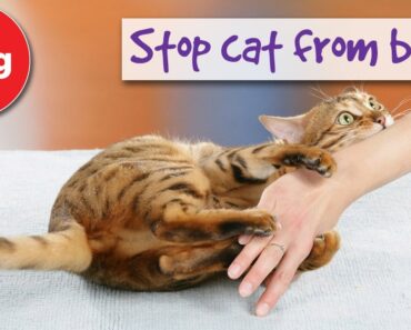 How to stop your cat from biting you