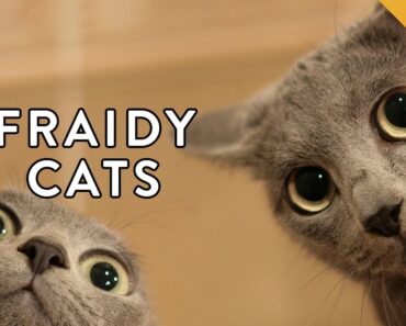 3 Steps To Make Your Cat More Social