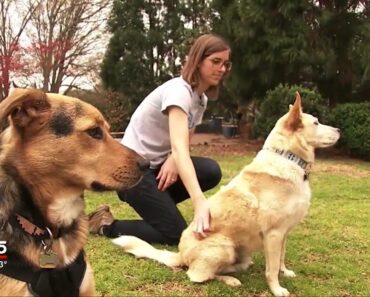Allergic to your pet? These tips might help
