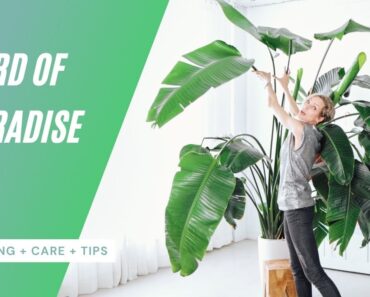 Bird Of Paradise Care