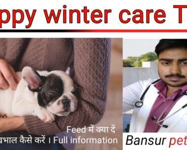 First Time pet owner || puppy Winter care tips by
