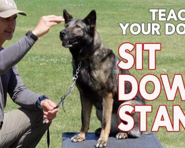 Teach Your Dog SIT DOWN STAND Basic Dog Training OBEDIENCE