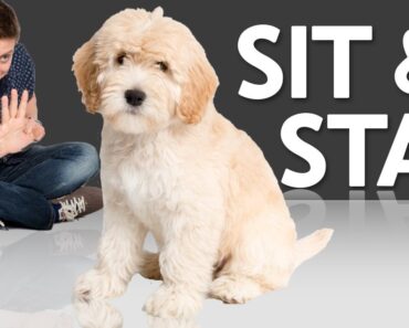 How to Teach your Puppy to Sit and Stay