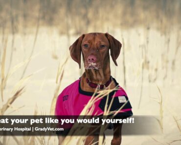 Pet Winter Safety Tips