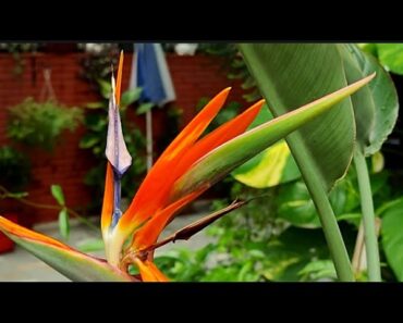 Bird of Paradise Perennial Plant,How to Grow,Care Make it Flower