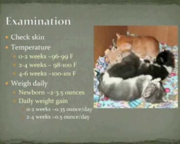 Orphaned Kitten Care with Heidi Beyer March 2013
