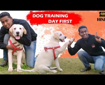 Labrador Puppy Training – Day 1st |