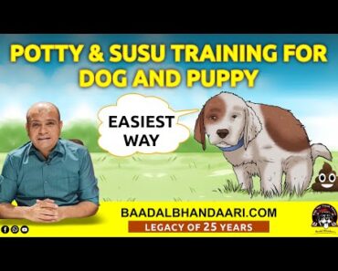 How to Potty & Susu (Pee) Training Puppy or Adult