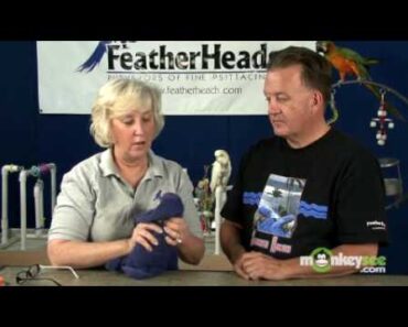 Bird Care