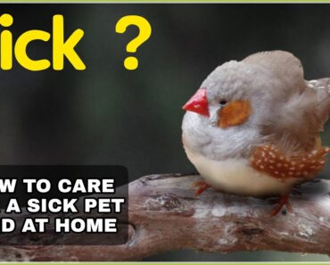 How to care for a sick bird at Home| Symptoms