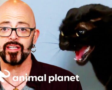 These Cats Need Serious Help With Their Anger Management! |