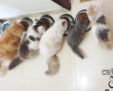 Learn how baby kittens grow |how to take care a