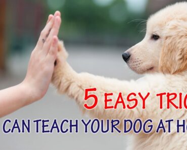 5 Easy Tricks You Can Teach Your Dog at Home