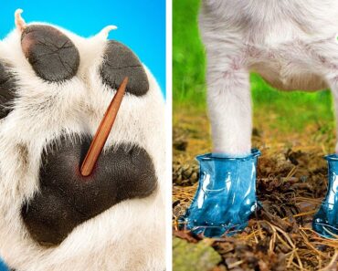 AWESOME HACKS FOR PET OWNERS || Cute DIYs, Fun Toys