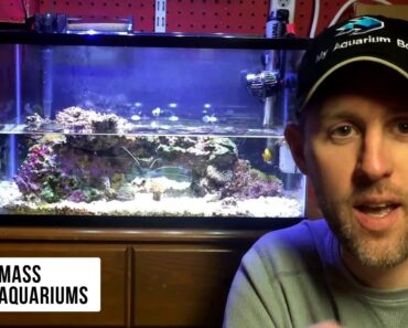 10 gallon Reef Tank: Water Changes and Maintenance Tips