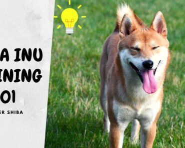 Shiba Inu Training Tips for New Dog Owners