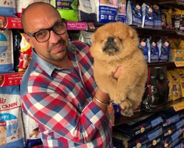 Profitable – Dog Breeding Farm Business |