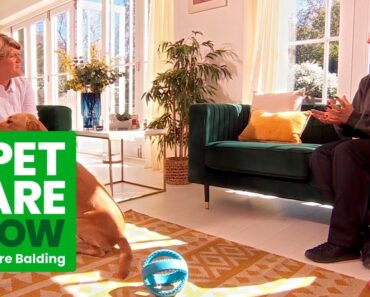 How To Train Your Dog & Toilet Training