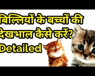 Kitten Caring Detailed