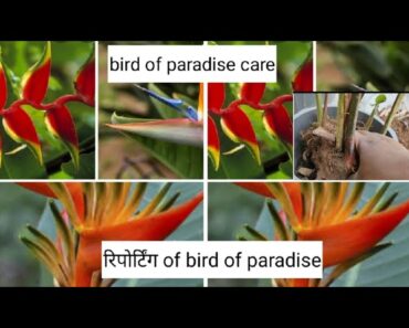 How to grow n care bird of paradise/bird of paradise