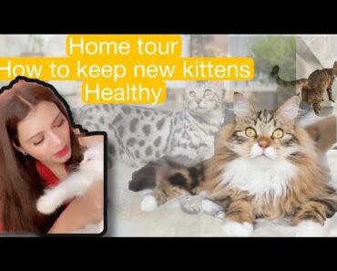 Home tour |how to keep new kittens