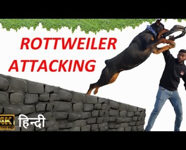 Dog Training Dog Training