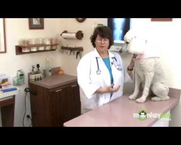 Dog Care